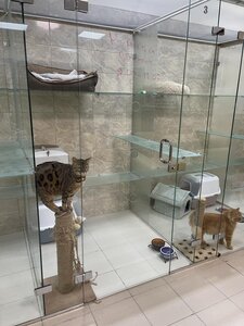 Готель для котів в Києві «КАЗКА»