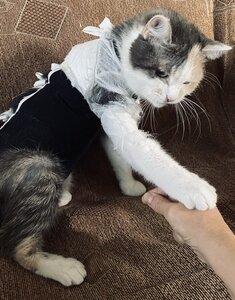 Ветеринарна лікарня Cool Vet