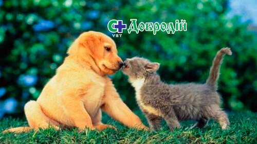 Салон для тварин «Добродій»