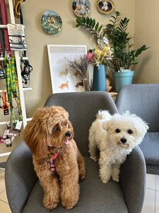Pet's & Coffee