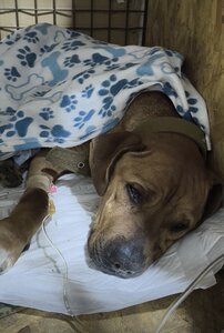 Vet_klinika_Odessa