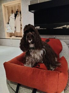 WOOF - автокрісла для собак