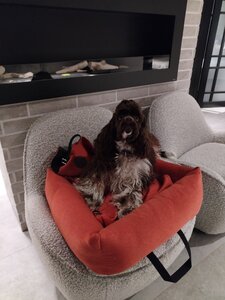 WOOF - автокрісла для собак