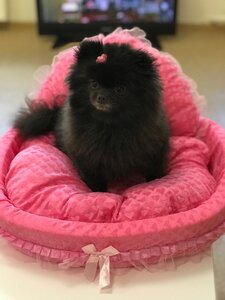 Груминг салон «Котопес»