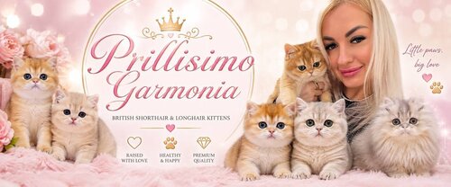 Питомник британских и шотландских кошек Prillisimo-Garmonia