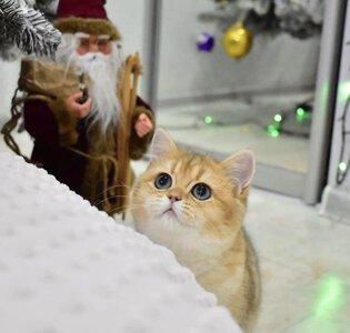 Питомник британских и шотландских кошек Prillisimo-Garmonia