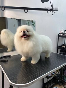 SO Pets