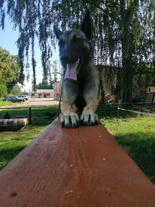 Дрессировочный комплекс «CERBER»
