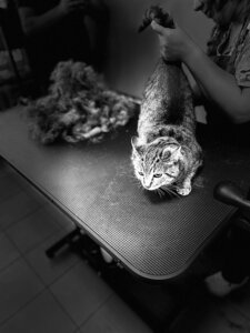 Ветеринарная клиника