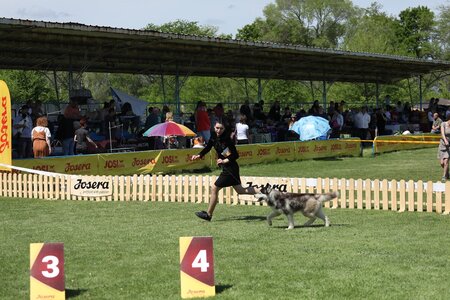Champagne Diamond. Питомник собак. Доставка собак в США