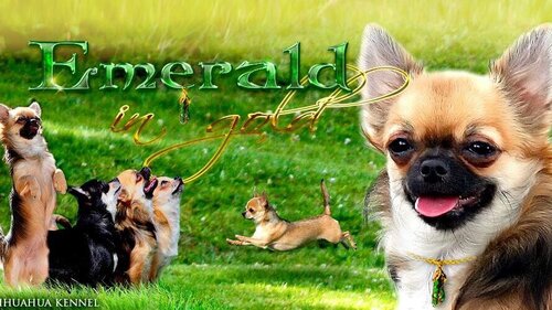 питомник чихуахуа и ксолоитцкуинтли миниатюра Emerald In Gold