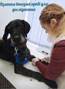 Ветеринарний комплекс «Лапка допомоги»