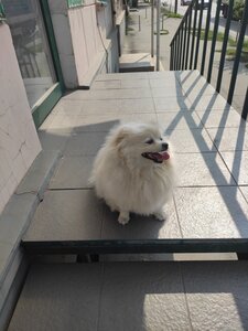 ВетЦентр «Дай Лапу»