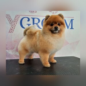 Груминг салон Flygroom, стрижка собак, кошек, выставочная стрижка