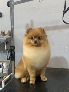 MamaPet груминг салон