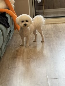 MamaPet груминг салон