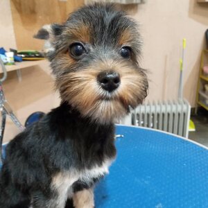 MamaPet груминг салон