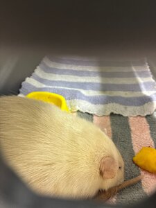 RatVet