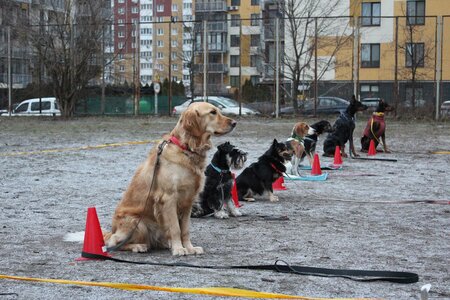 Дресирування собак MaliGuards Club K9