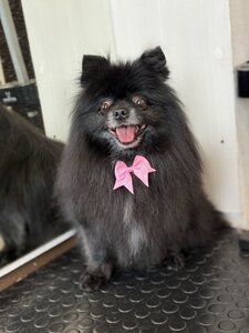 GROOM 4 PET