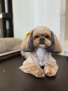 GROOM 4 PET