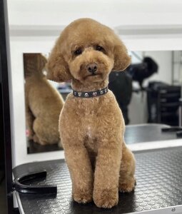 Grooming Pets Point