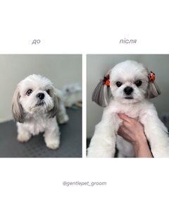 Gentle Pet Grooming Centre
