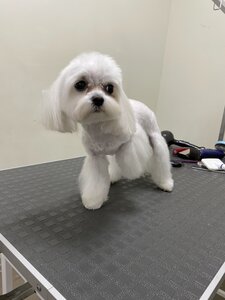 Gentle Pet Grooming Centre