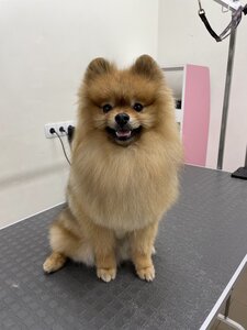 Gentle Pet Grooming Centre