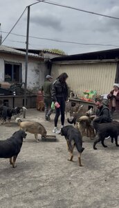Товариство захисту тварин «SOS»