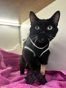 All Pets Veterinary Clinic