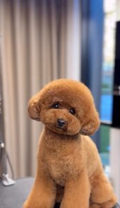 Posh Dogs Грумінг Салон Краси для песиків