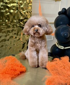 Posh Dogs Грумінг Салон Краси для песиків