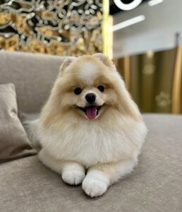 Posh Dogs Грумінг Салон Краси для песиків