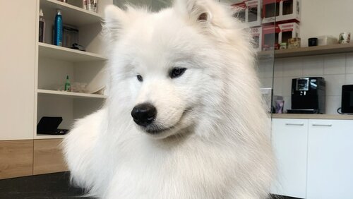 Mr. Snoopy grooming & boutique
