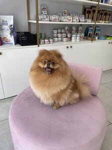 Mr. Snoopy grooming & boutique