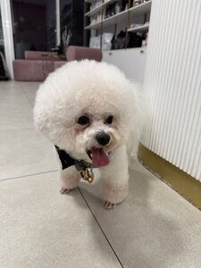 Mr. Snoopy grooming & boutique