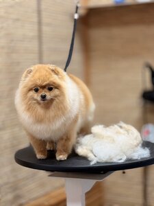 Grooming