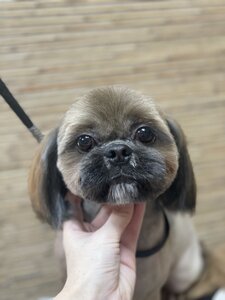 Grooming