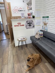 Ветеринарна клініка «Cat+Vet»