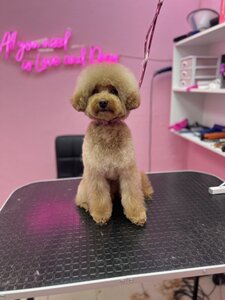 Стрижка собак и котов Днепр. Груминг салон Mimi pets