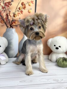 Doggie’s