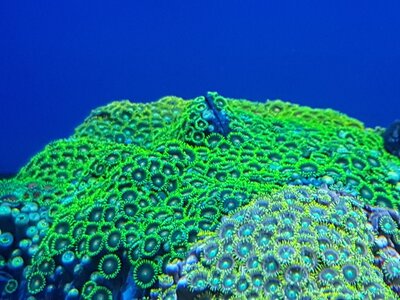 «Морской» — магазин морской аквариумистики