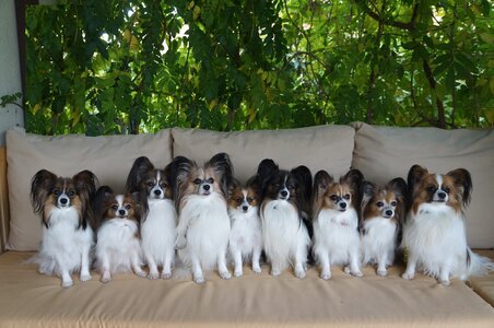 Питомник собак породы Папильон - «ATIYA ILHAAM» - kennel papillon