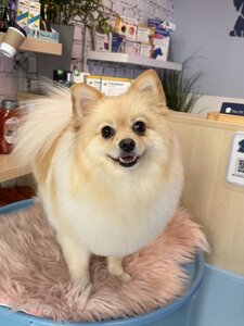 The PET грумінг