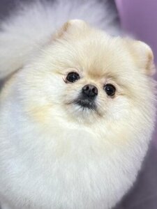 BeautyPets