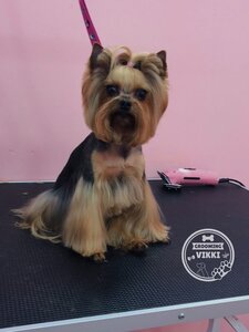 Vikki grooming