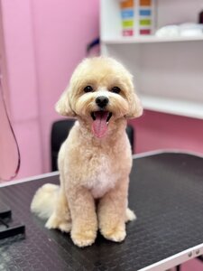 Зоосалон Mimi pets