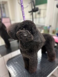 Грумінг салон «Ideale Pets»