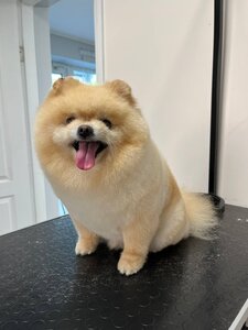 Грумінг салон «Ideale Pets»